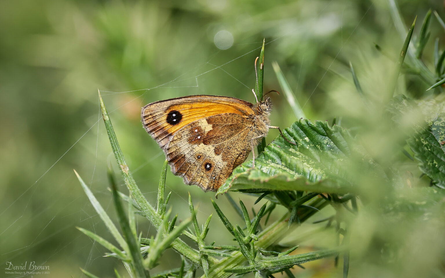Gatekeeper at RSPB Arne, 5th August 2023