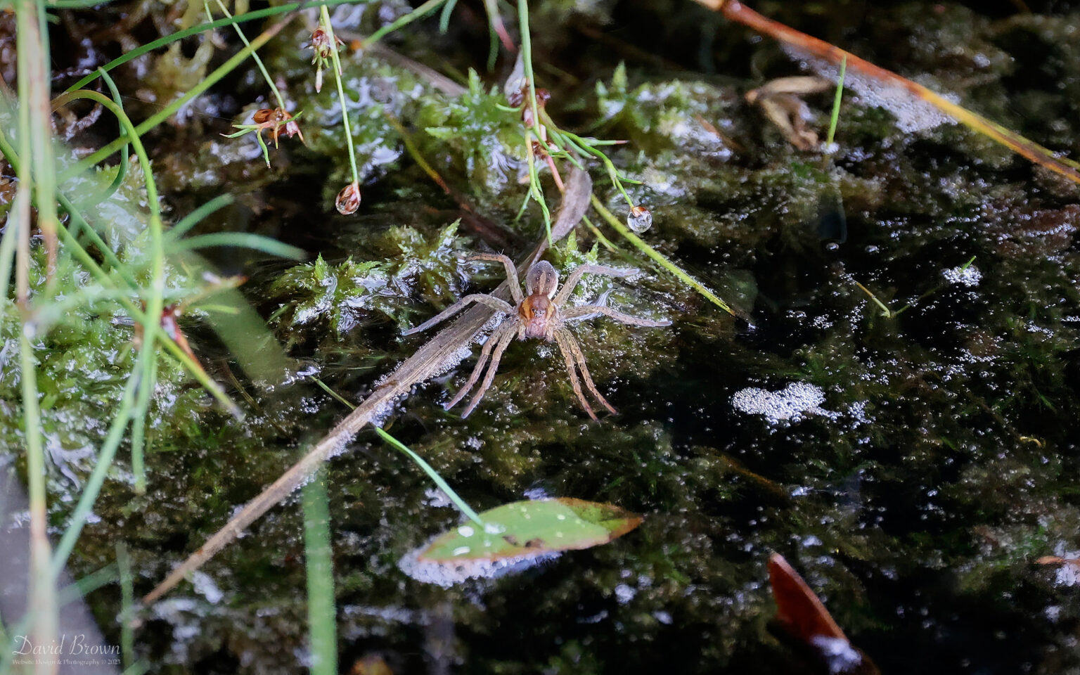 Raft Spider at RSPB Arne, 5th August 2023