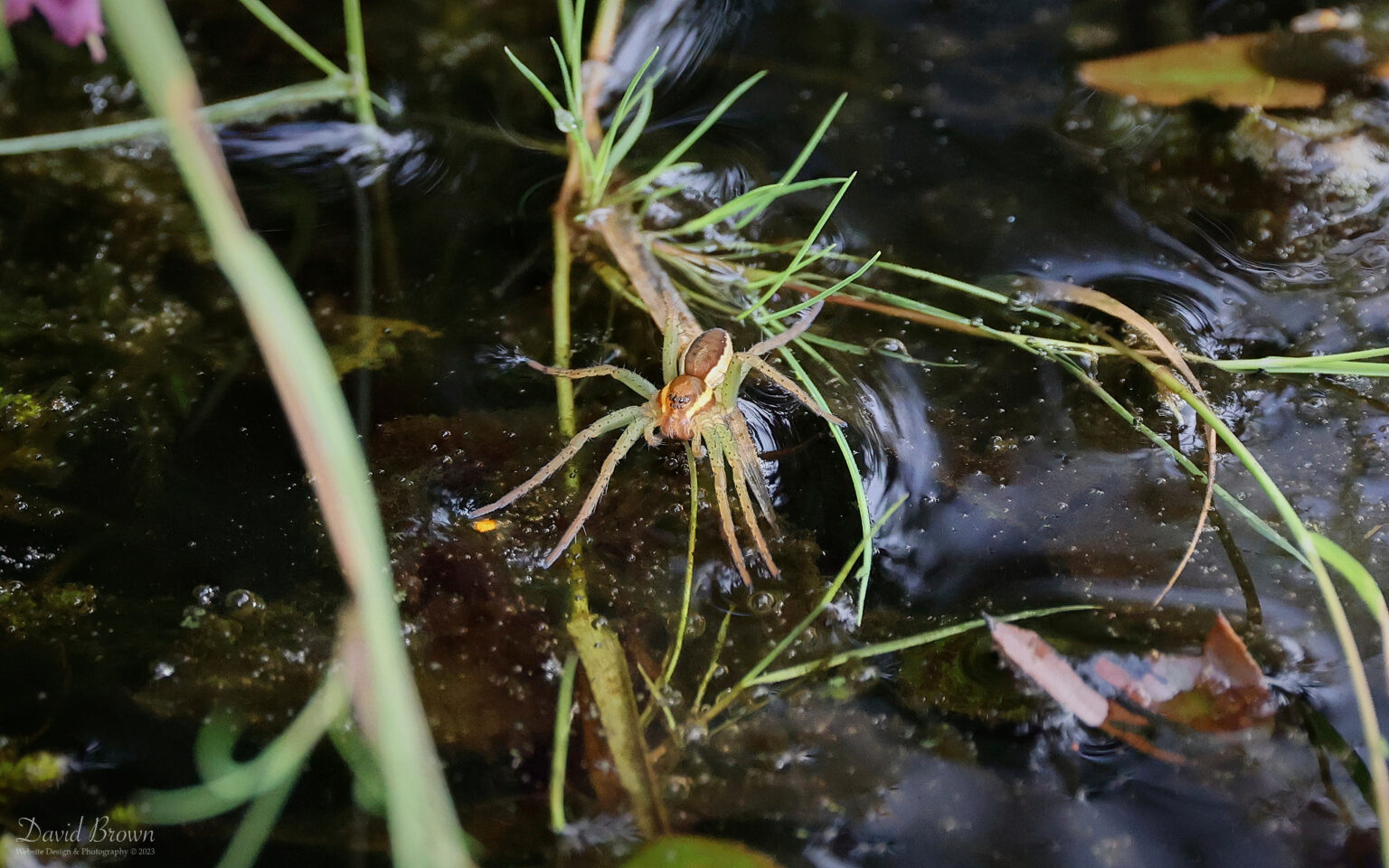 Raft Spider at RSPB Arne, 5th August 2023