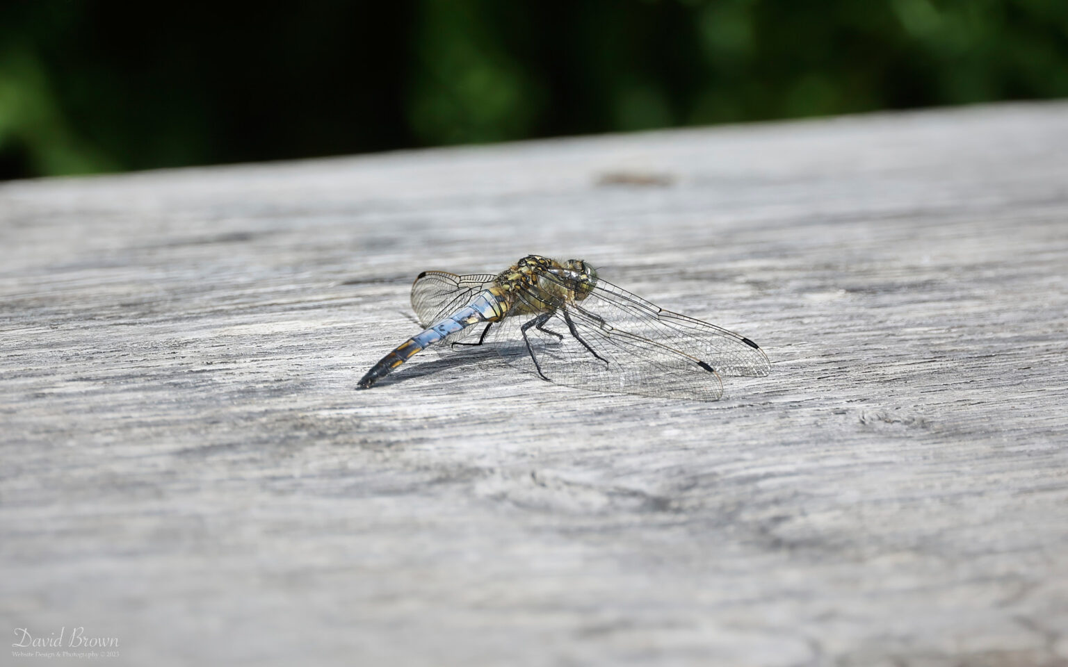 Black-tailed Skimmer at RSPB Arne, 5th August 2023