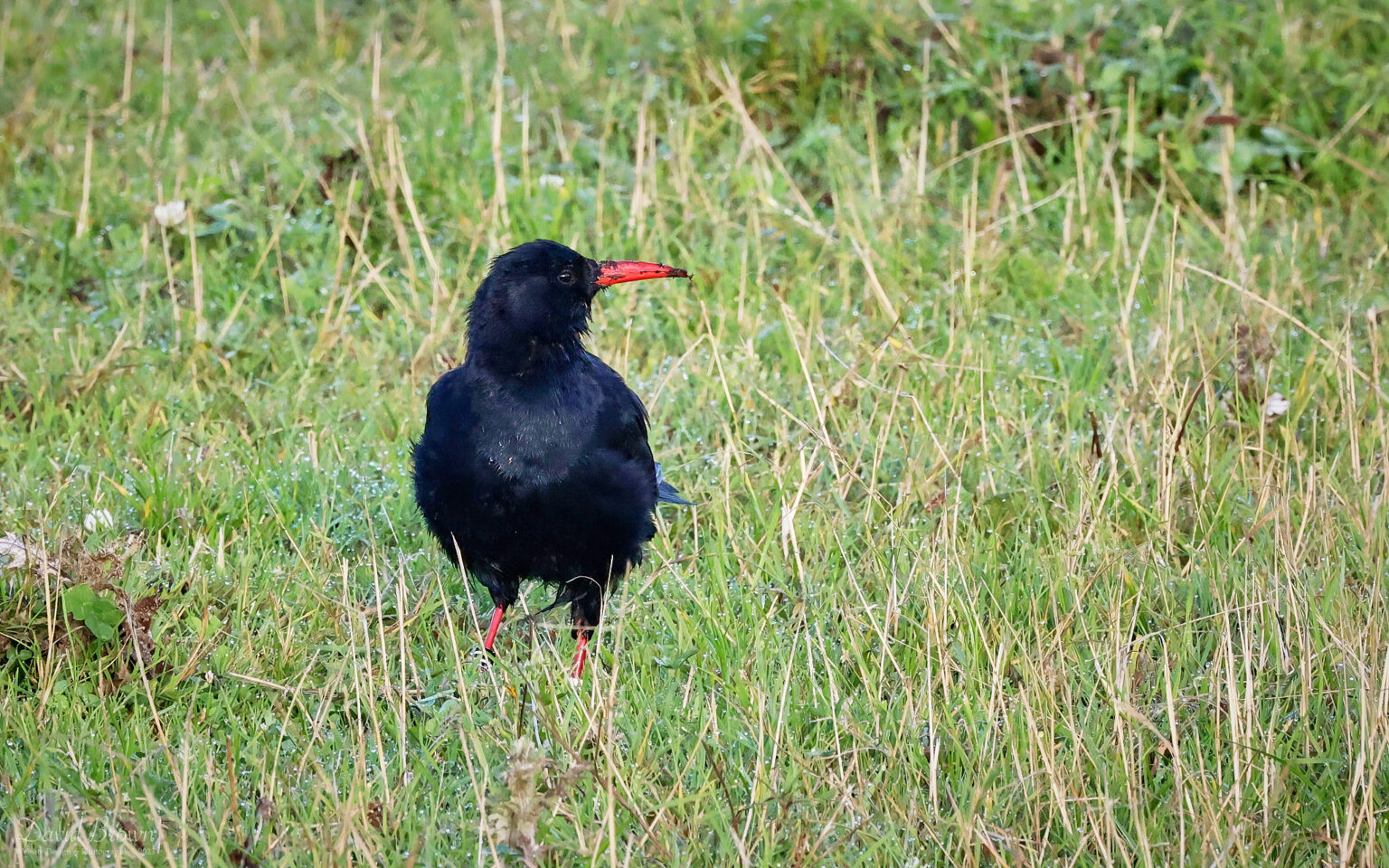 Chough at Pendeen, 6th August 2023