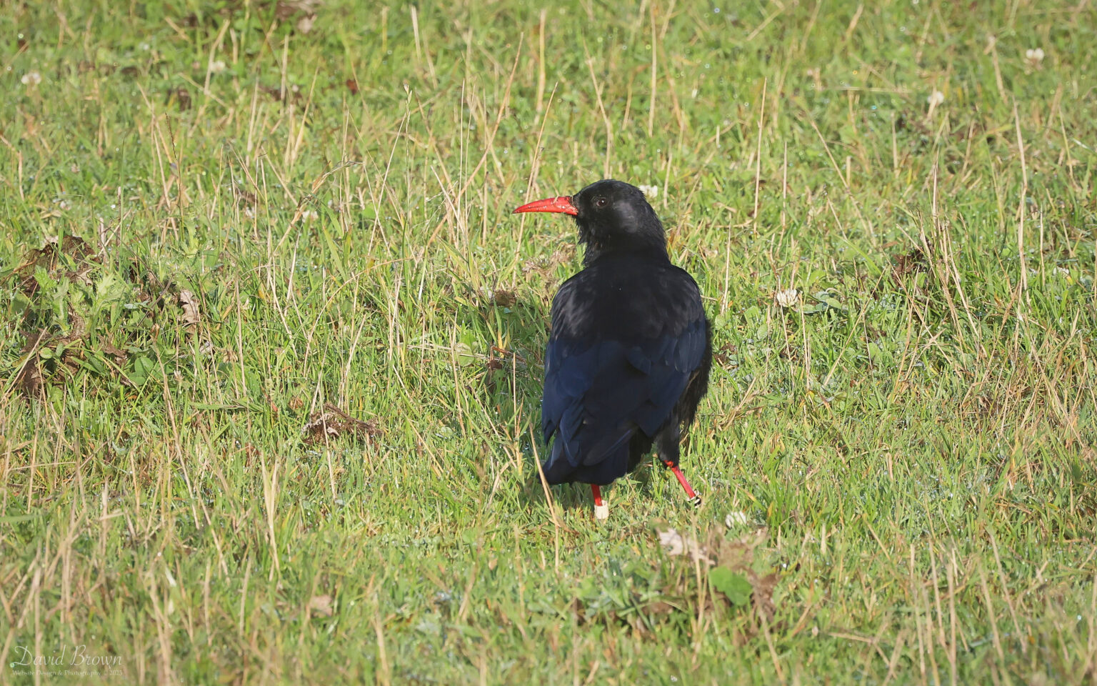 Chough at Pendeen, 6th August 2023