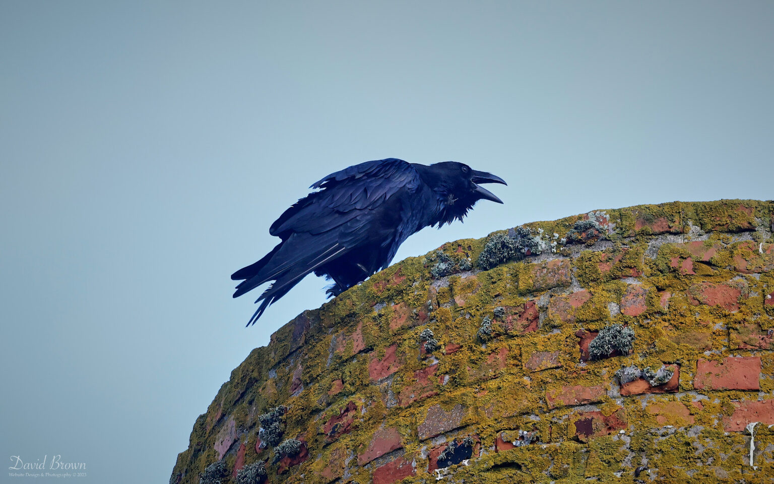 Raven at Pendeen, 6th August 2023