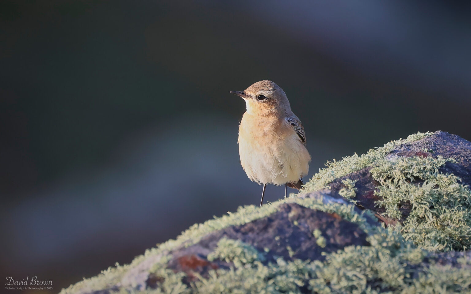 Northern Wheatear at Pendeen, 6th August 2023