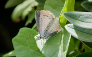 Holly Blue at Penzance, 6th August 2023