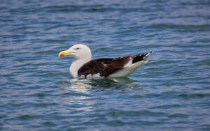 Great Black-backed Gull at Penzance, 6th August 2023