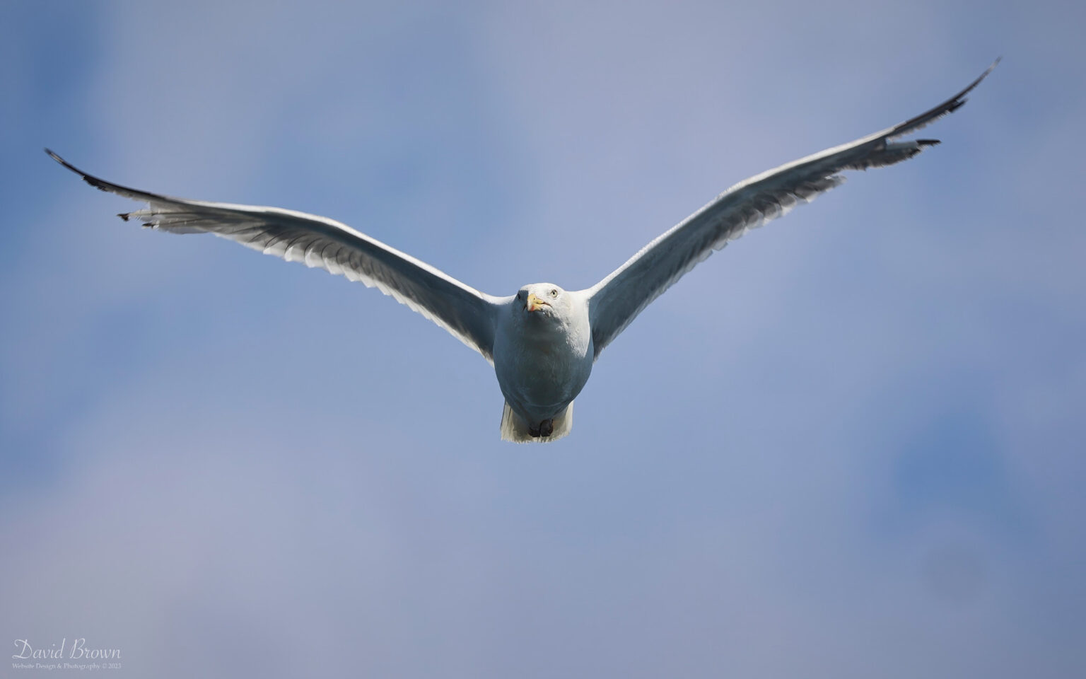 Herring Gull on the pelagic, 6th August 2023
