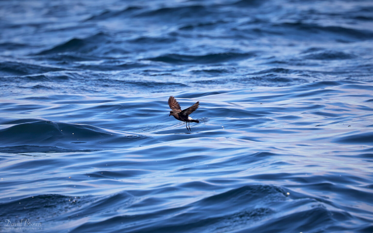 European Storm Petrel on the pelagic, 6th August 2023