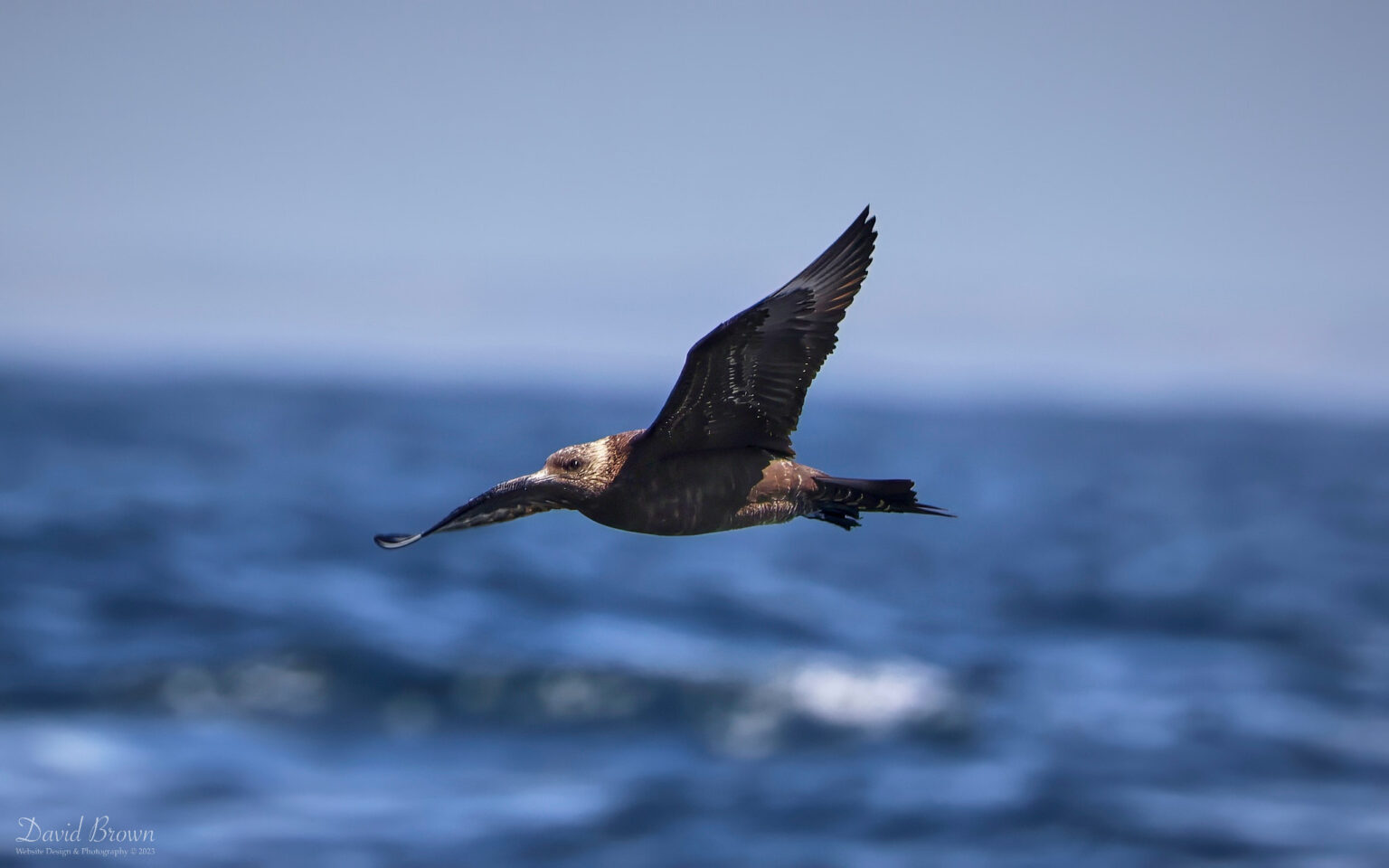 Arctic Skua off Penzance, 6th August 2023