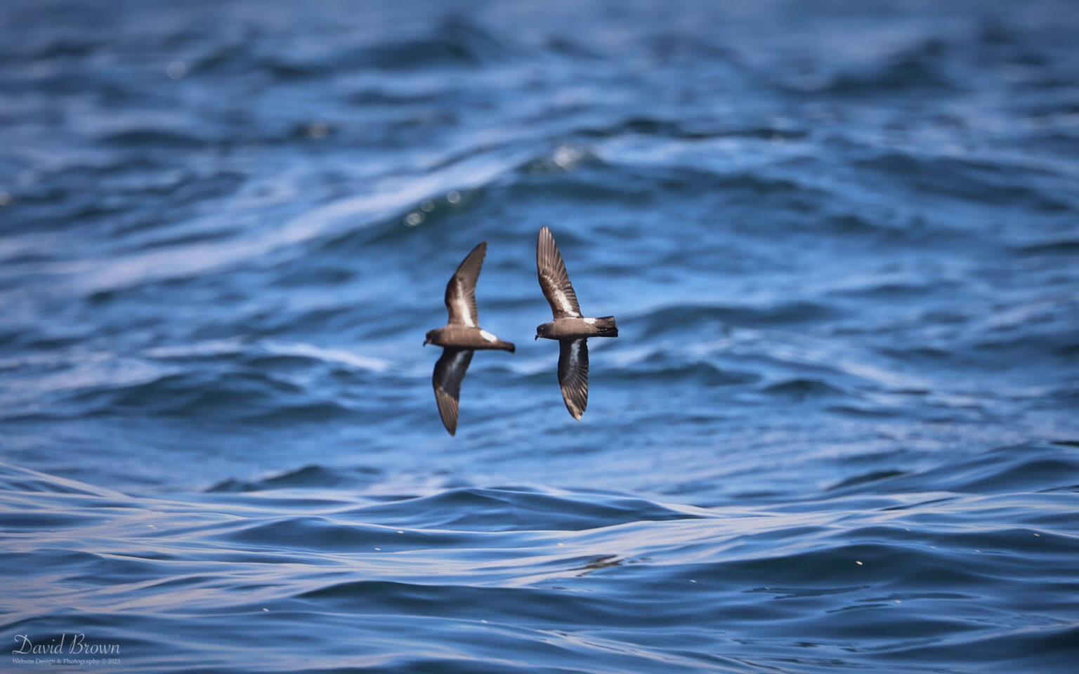 European Storm Petrel on the pelagic, 6th August 2023
