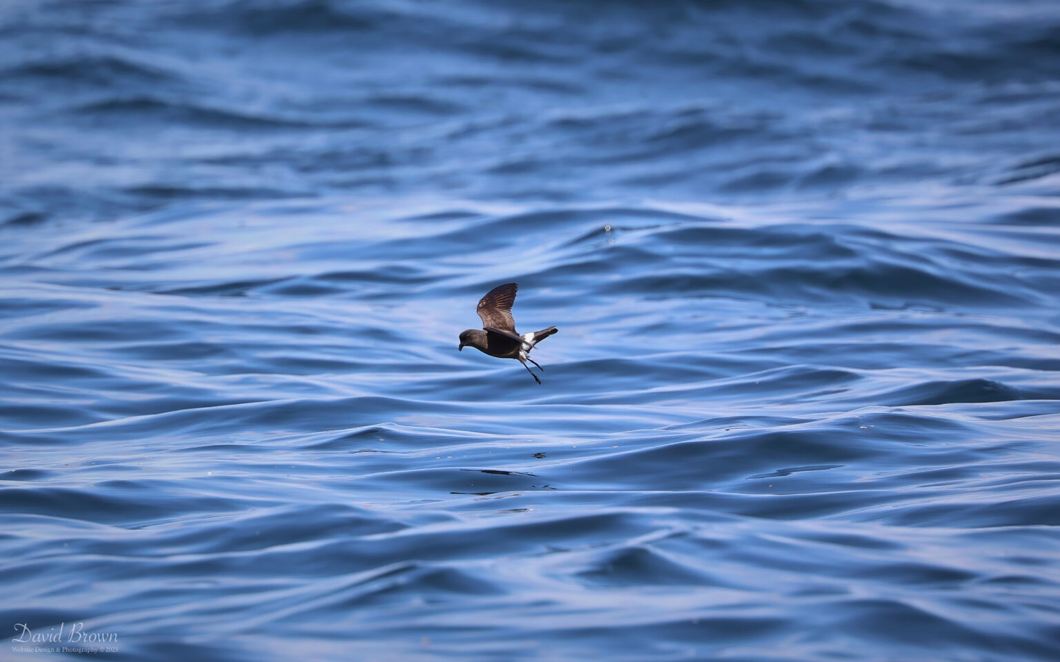 European Storm Petrel on the pelagic, 6th August 2023