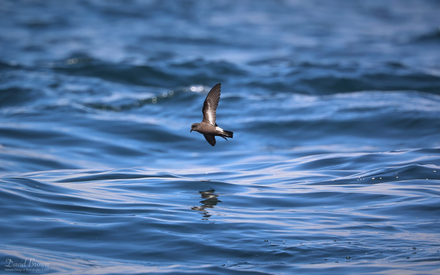 European Storm Petrel on the pelagic, 6th August 2023