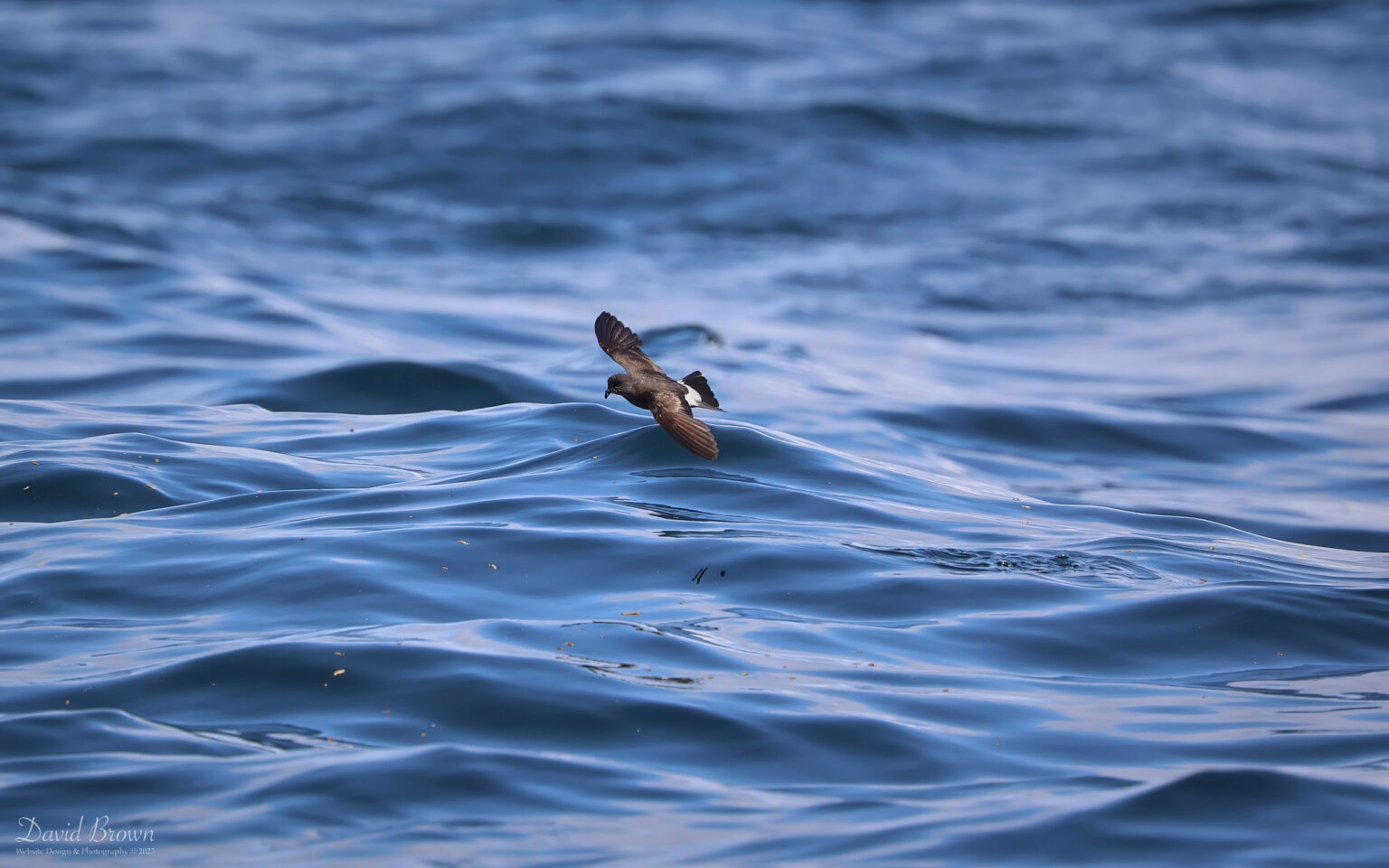 European Storm Petrel on the pelagic, 6th August 2023