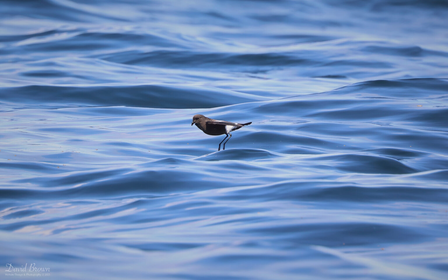 Storm Petrel on the pelagic, 6th August 2023