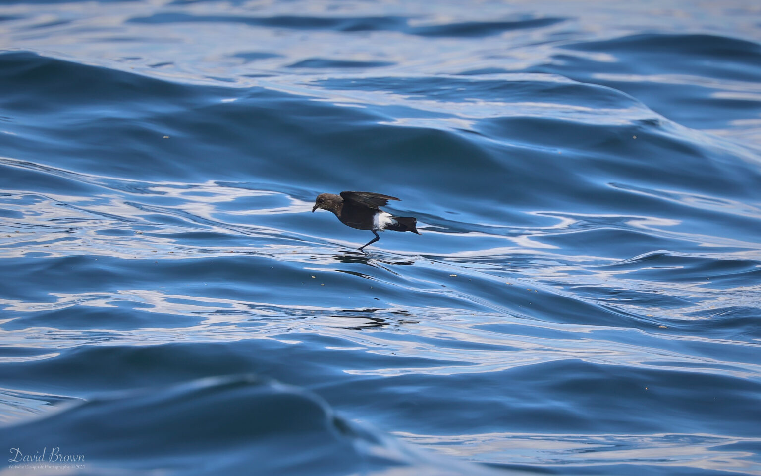 Storm Petrel on the pelagic, 6th August 2023