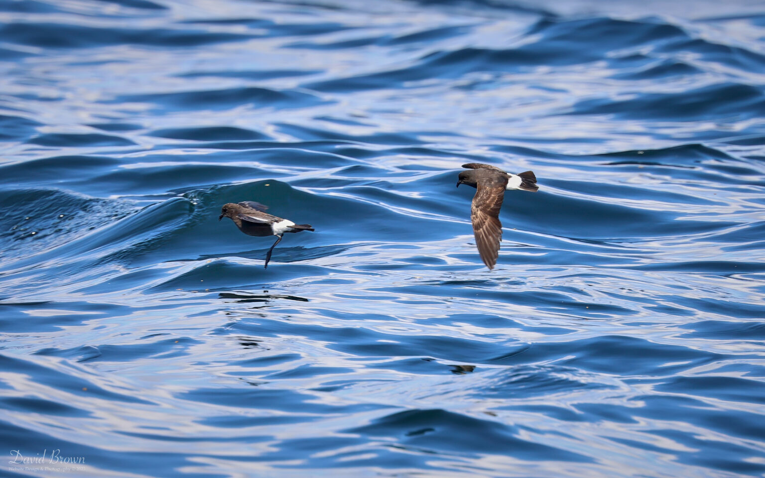 Storm Petrel on the pelagic, 6th August 2023