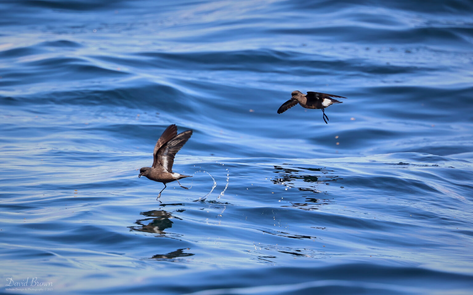 Storm Petrel on the pelagic, 6th August 2023