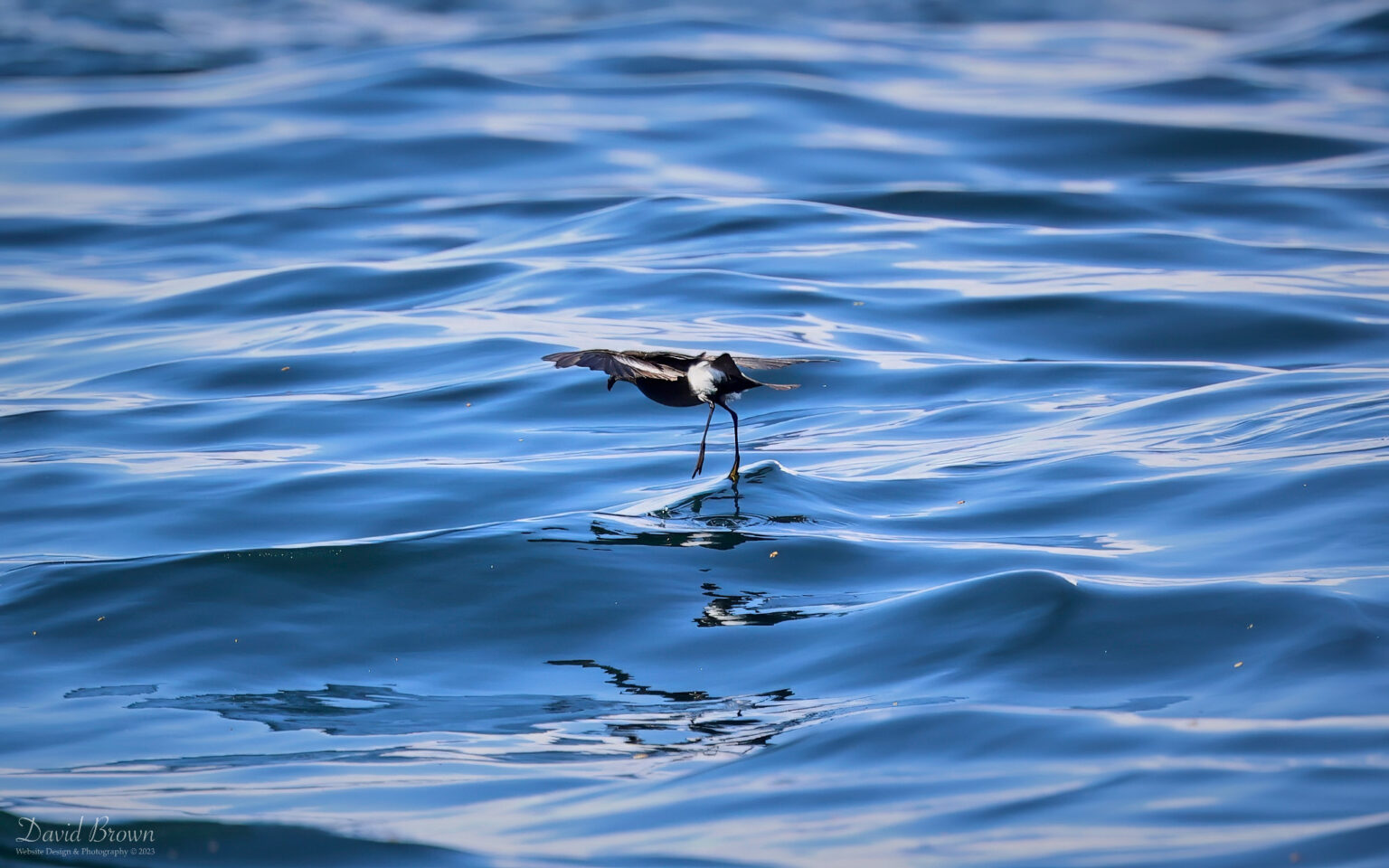 Wilson's Storm Petrel on the pelagic, 6th August 2023