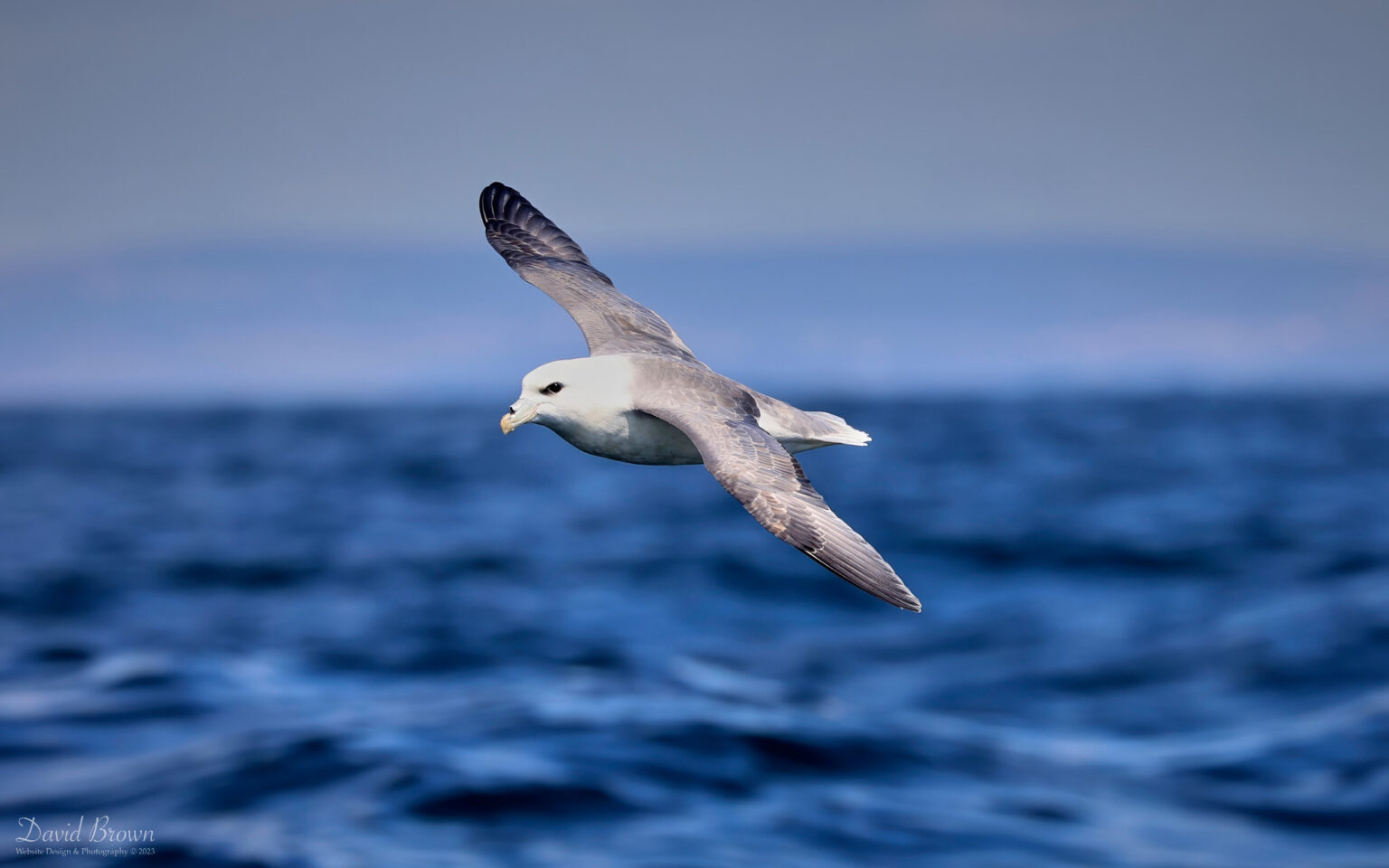 Fulmar on the pelagic, 6th August 2023