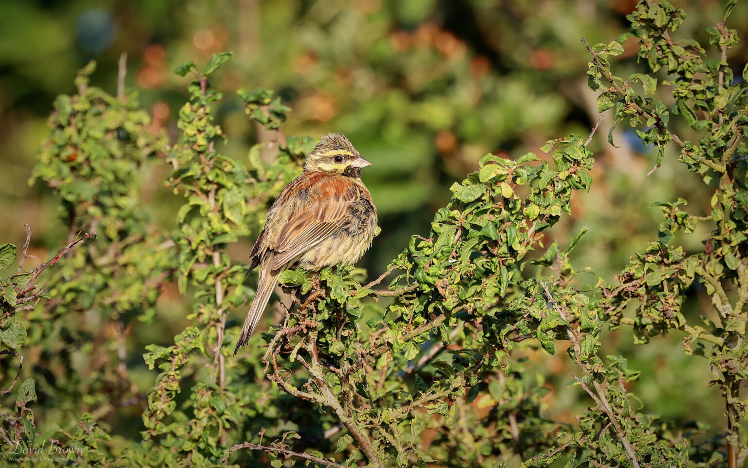 Cirl Bunting at Teignmouth, 7th August 2023