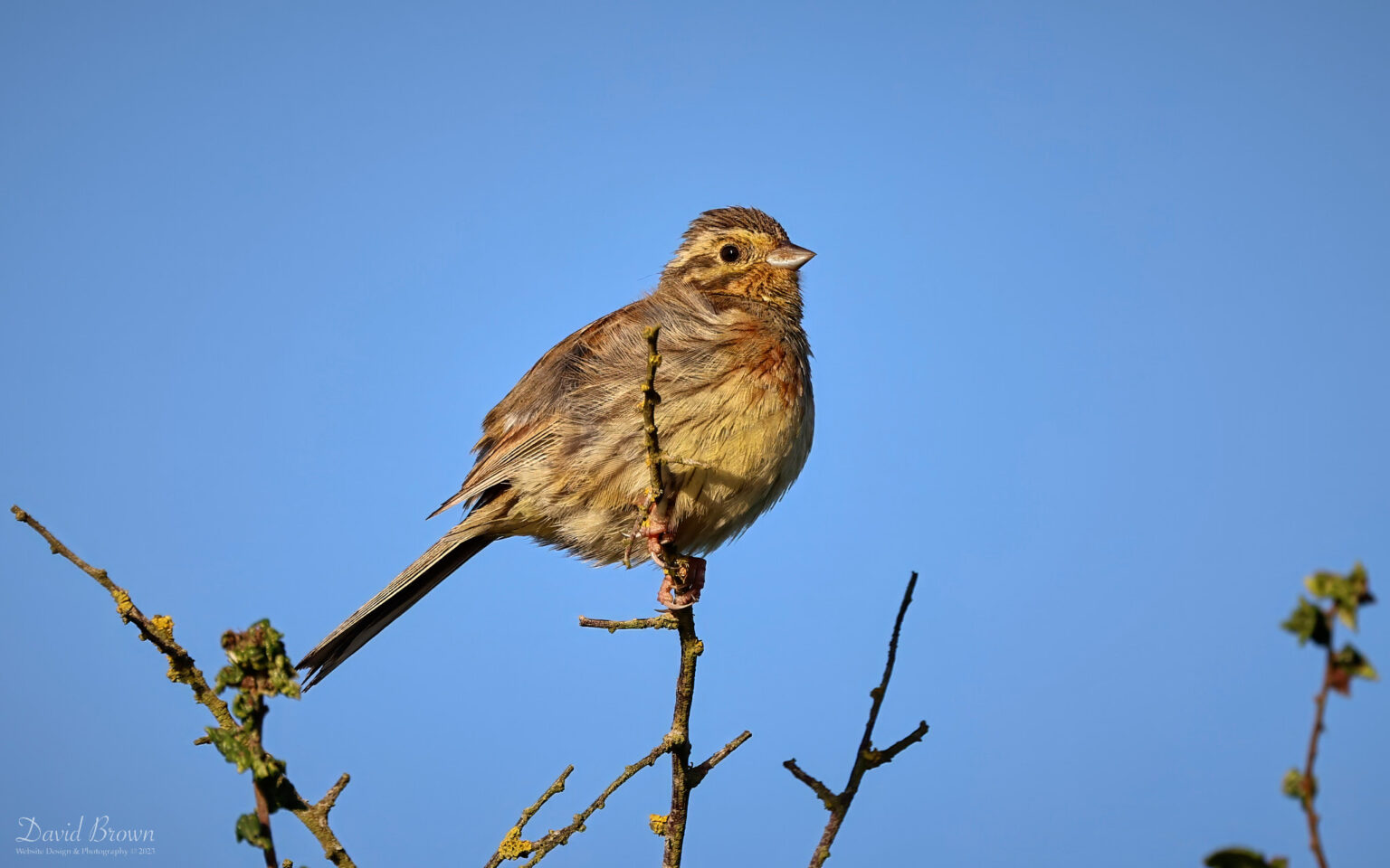 Cirl Bunting at Teignmouth, 7th August 2023