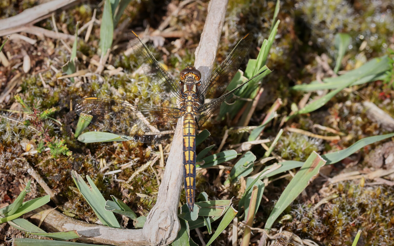 Keeled Skimmer at Bystock Pools, 7th August 2023