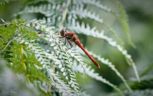 Ruddy Darter at Bystock Pools, 7th August 2023