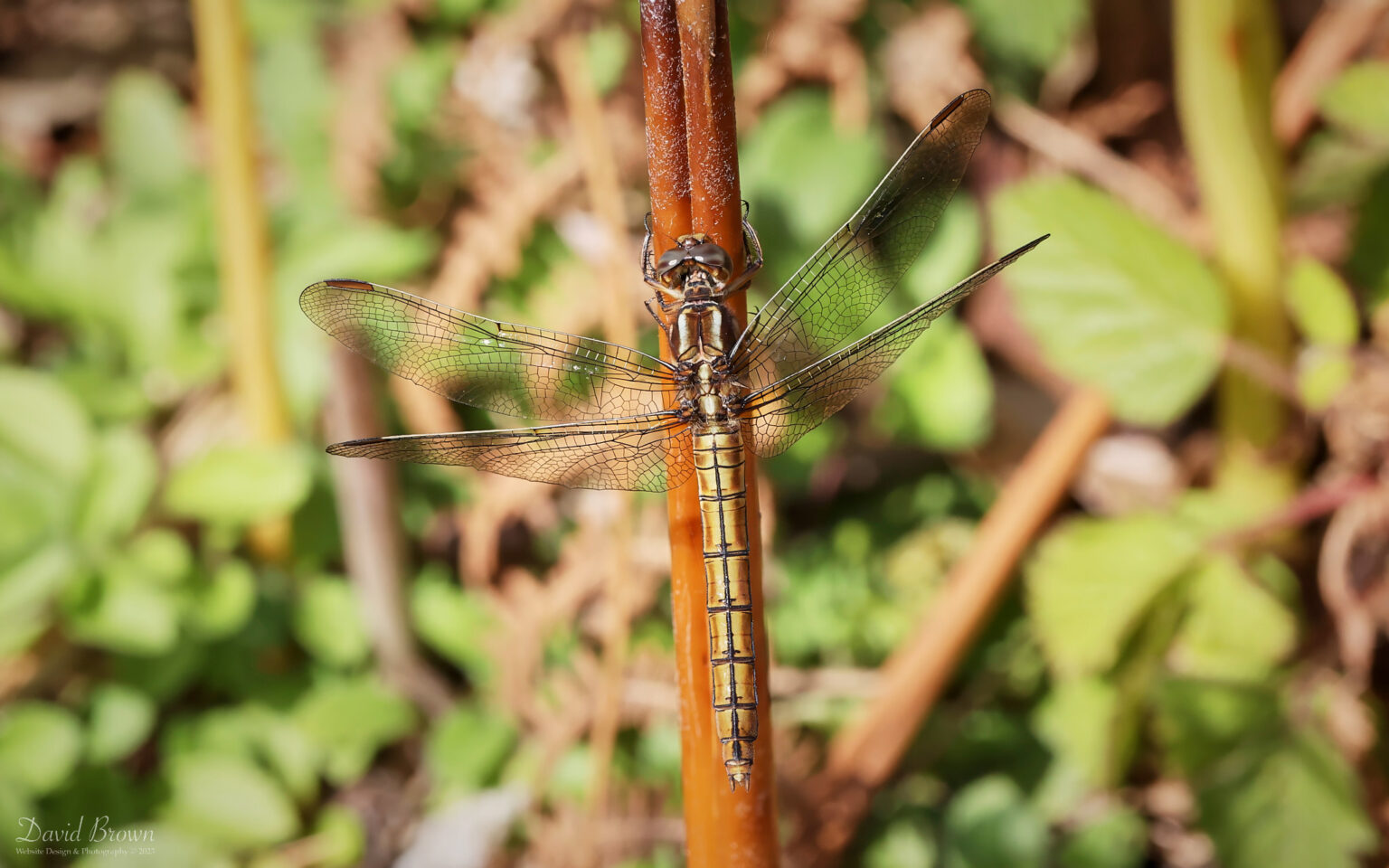 Keeled Skimmer at Bystock Pools, 7th August 2023