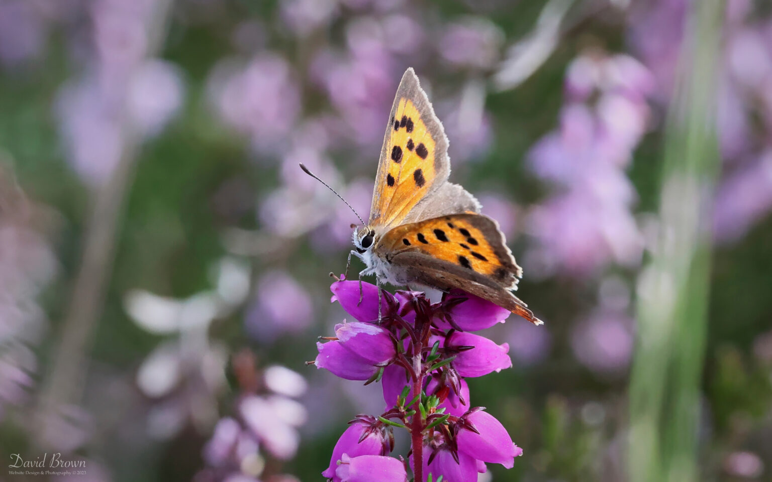 Small Copper at Bystock Pools, 7th August 2023
