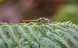 Common Darter at Bystock Pools, 7th August 2023