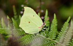 Brimstone at Bystock Pools, 7th August 2023