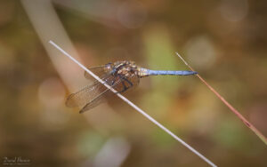 Keeled Skimmer at Bystock Pools, 7th August 2023