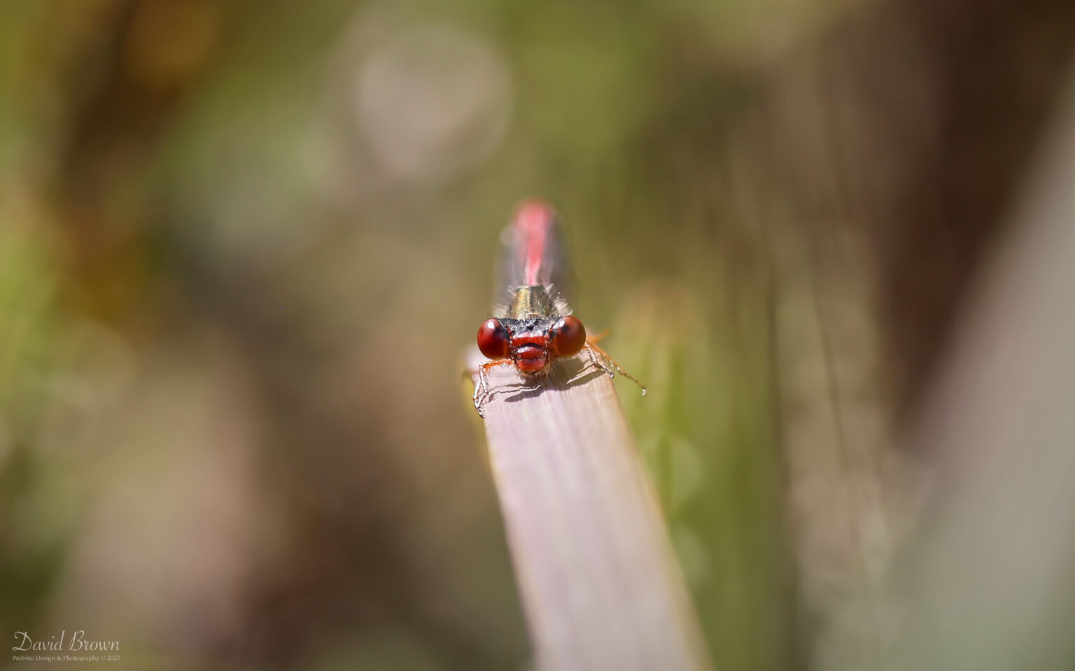 Small Red Damselfly at Bystock Pools, 7th August 2023