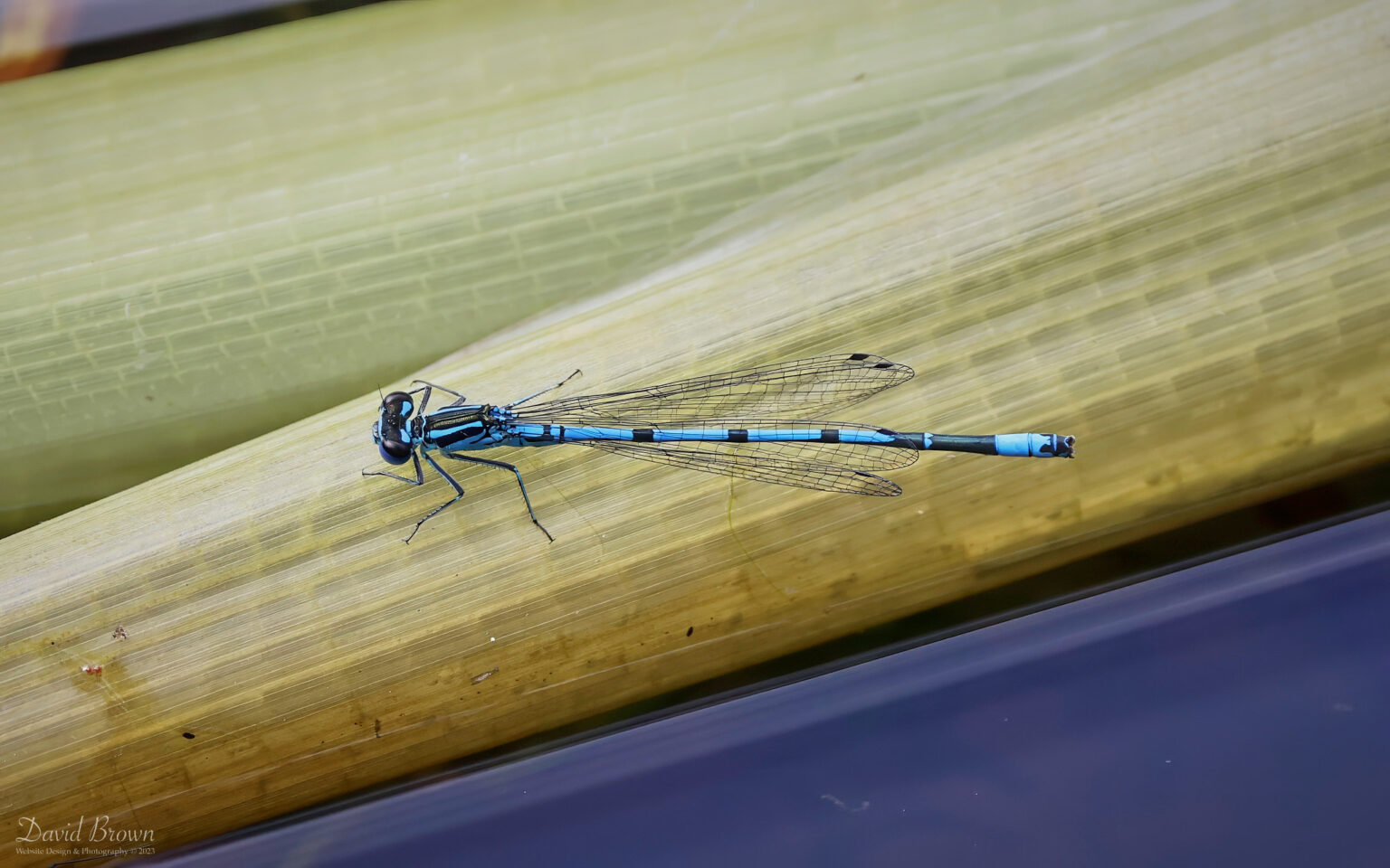 Azure Damselfly at Aylesbeare Common, 7th August 2023