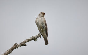 Spotted Flycatcher at Aylesbeare Common, 7th August 2023