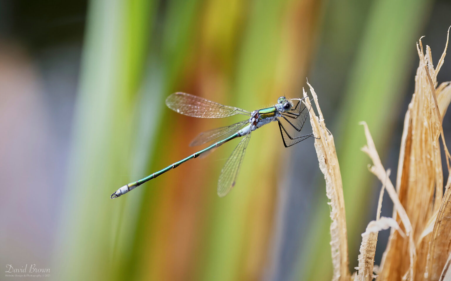Emerald Damselfly at Aylesbeare Common, 7th August 2023