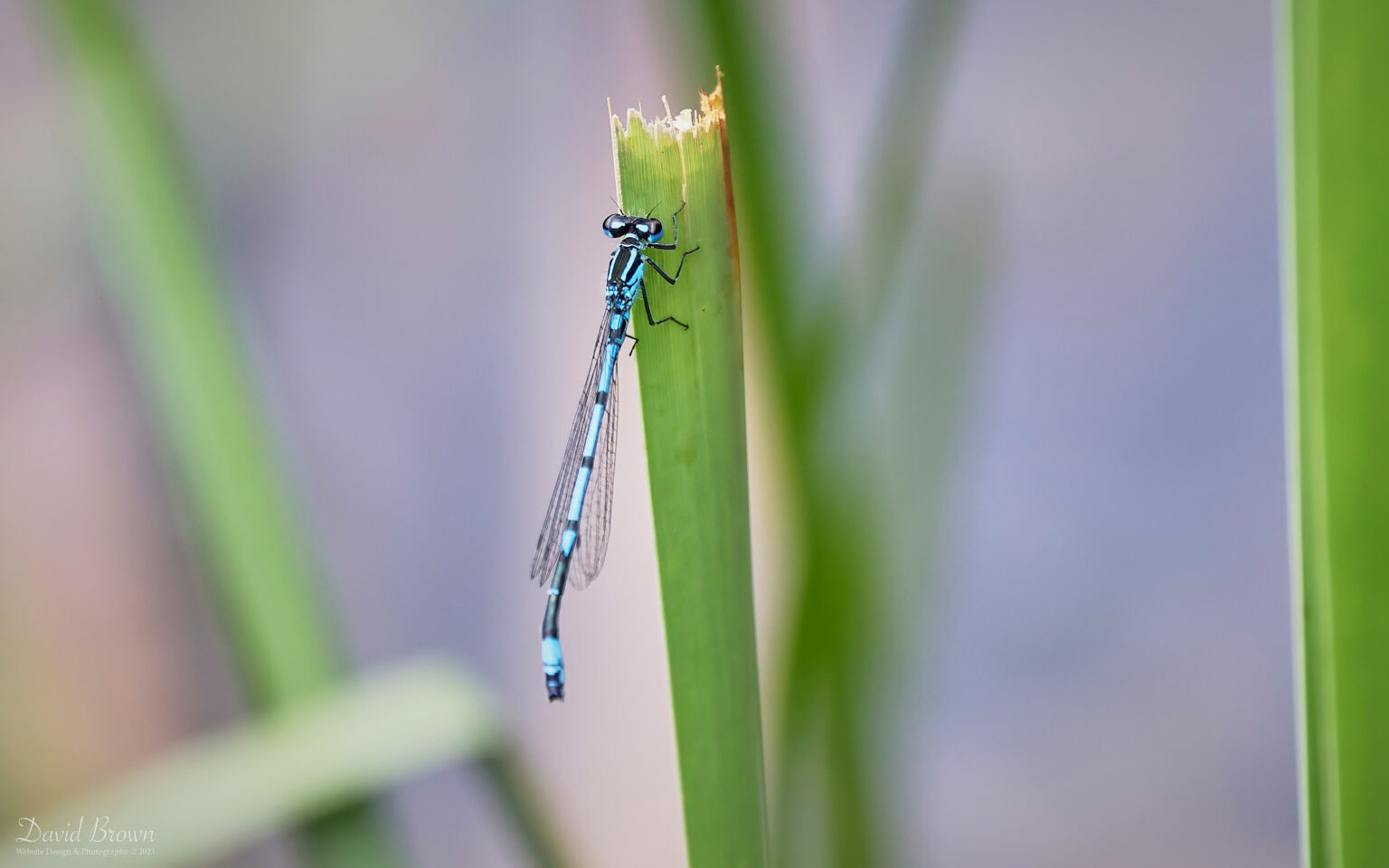 Variable Damselfly at Aylesbeare Common, 7th August 2023