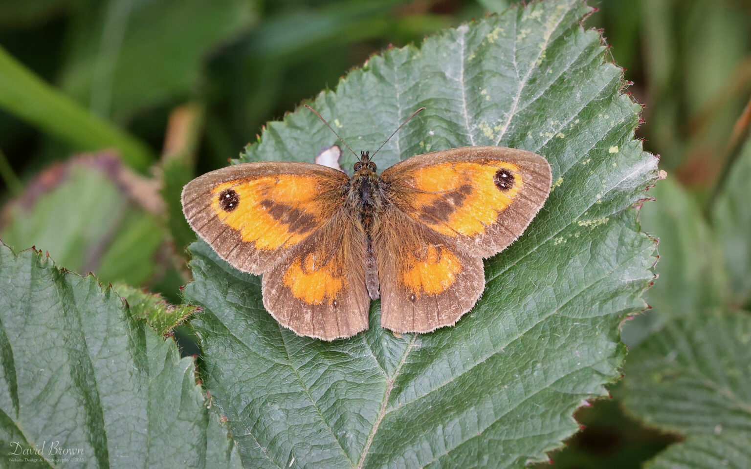 Gatekeeper at Aylesbeare Common, 7th August 2023