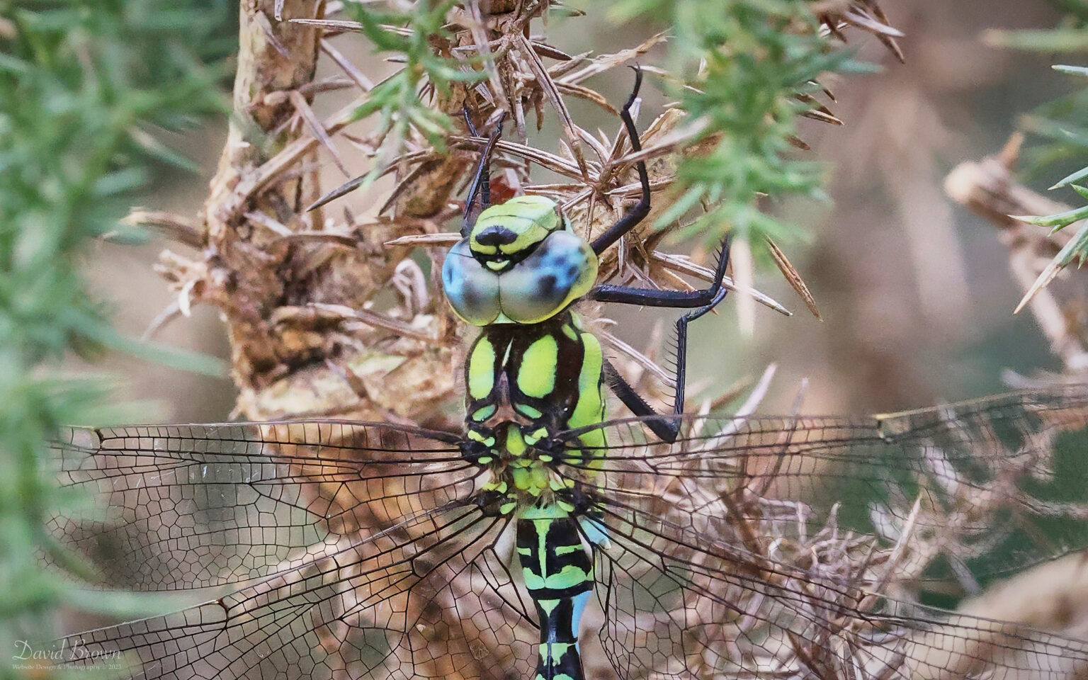 Southern Hawker at Aylesbeare Common, 7th August 2023