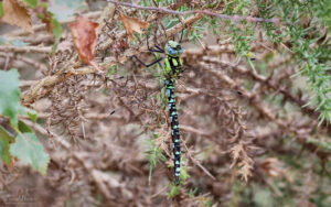 Southern Hawker at Aylesbeare Common, 7th August 2023