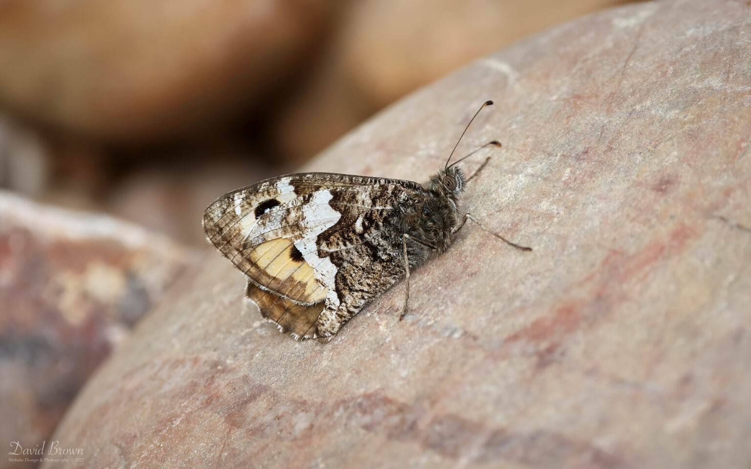 Grayling at Aylesbeare Common, 7th August 2023