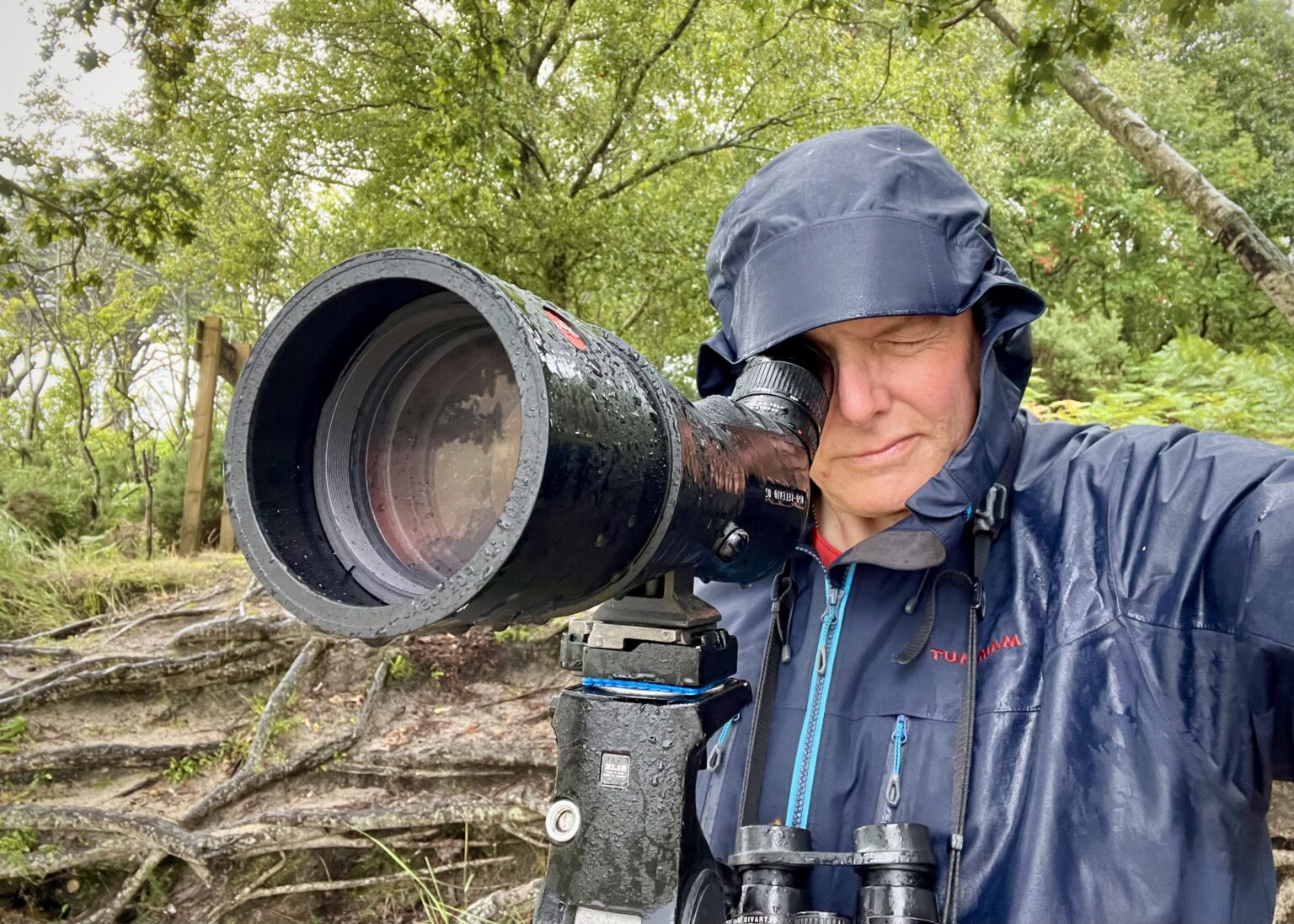 Searching for Forster's Tern at RSPB Arne, 5th August 2023.