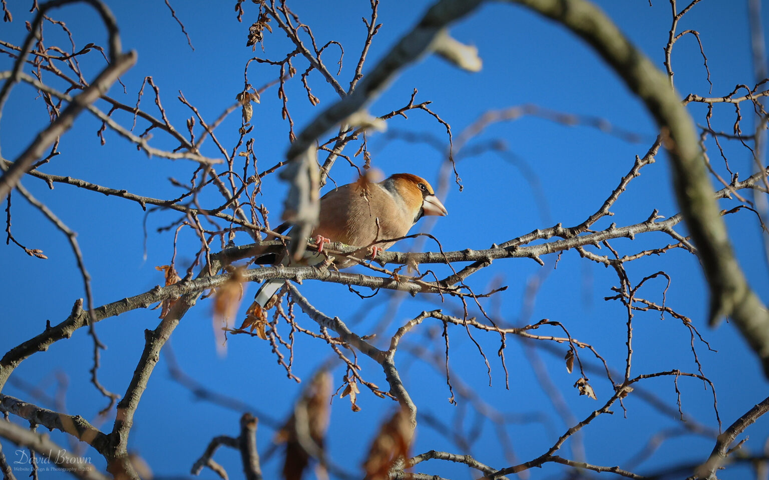 Hawfinch at Bishop Middleham, 1st January 2024