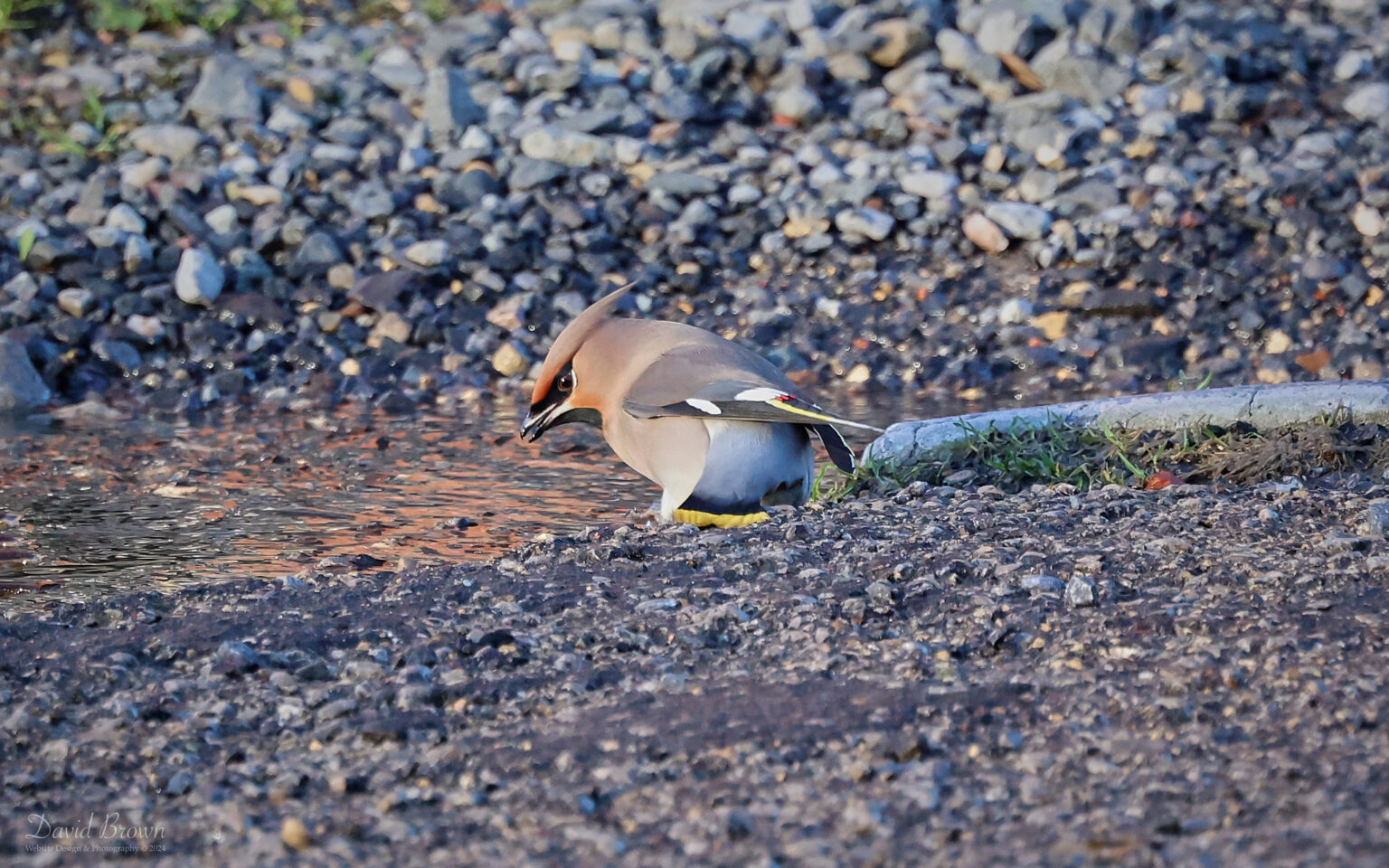 Waxwing at Bishop Auckland, 1st January 2024