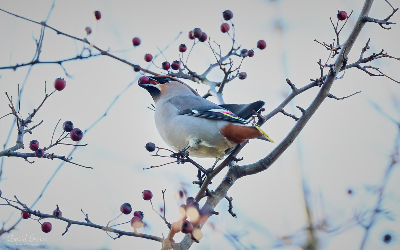 Waxwing at Bishop Auckland, 1st January 2024