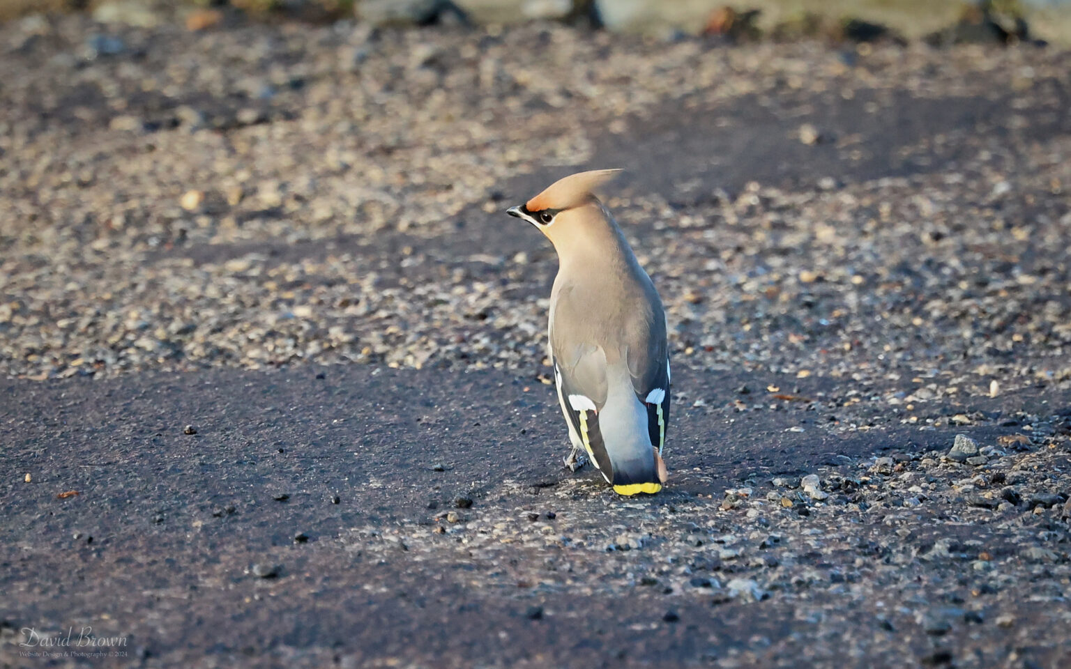 Waxwing at Bishop Auckland, 1st January 2024