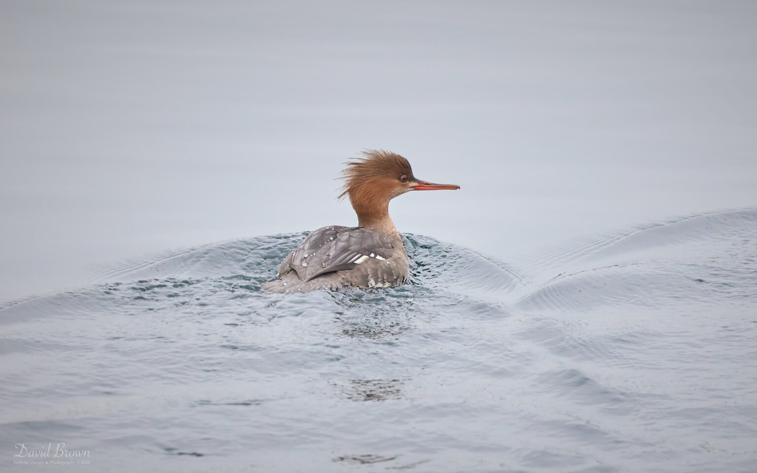 Red-breasted Merganser at Jacksons Landing, 2nd January 2024