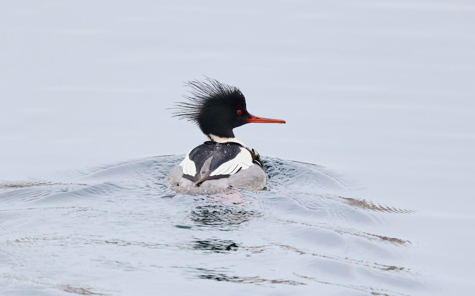 Red-breasted Merganser at Jacksons Landing, 2nd January 2024