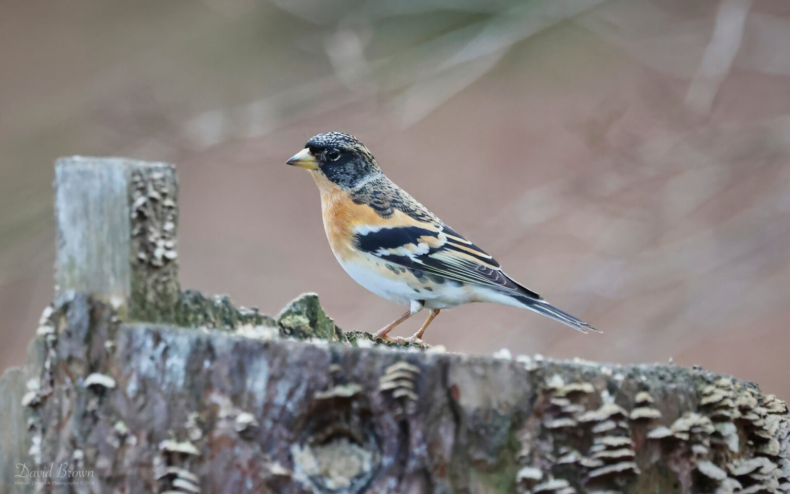 Brambling at Lockwood Beck, 16th February 2024