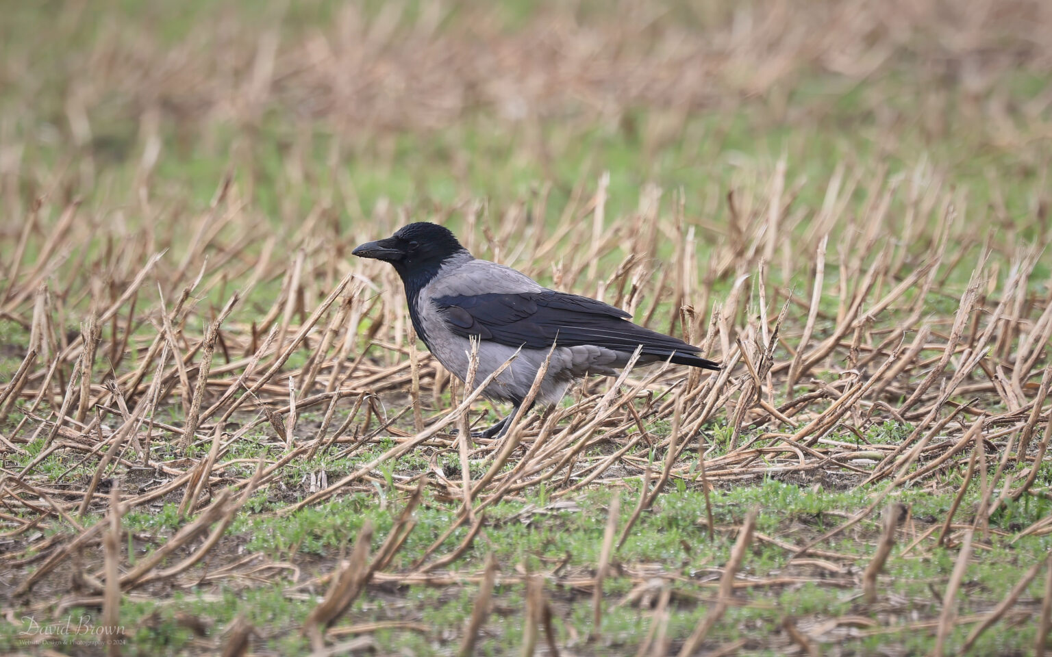 Hooded Crow at Helmscott Hill, 17th February 2024